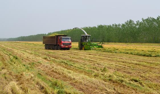 corn silage harvesting equipment