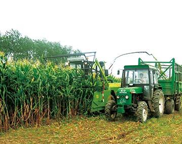 corn silage suppliers