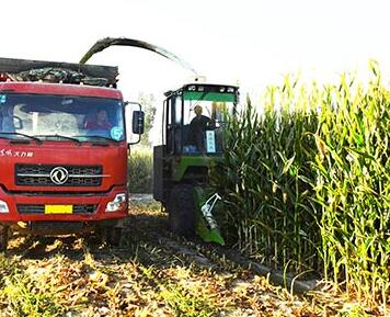 Corn Silage Manufacturer China