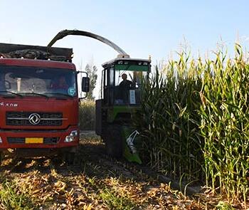 Maize Silage Chopper Machine Suppliers