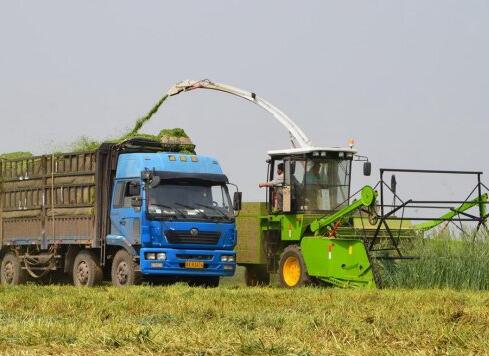 What is a green forage harvester