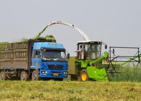 Green forage harvester introduction