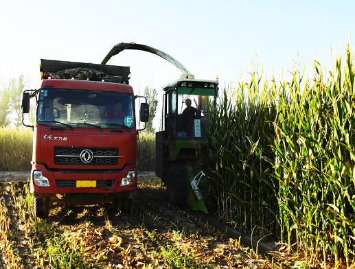 Self Propelled Forage Harvester